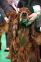 Crufts2011 564